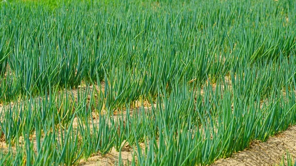 Cebollino Verde Que Crece Fresco Campo Cebolla Verde Cebolla Galesa —  Fotos de Stock