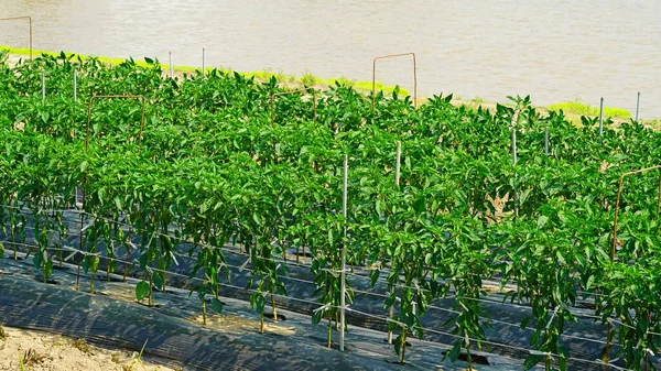 Grüne Paprika Wächst Frisch Auf Dem Feld Frühsommer Juni — Stockfoto