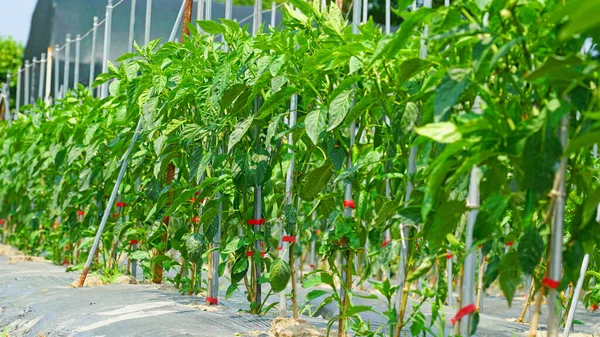 Grüne Paprika Wächst Frisch Auf Dem Feld Frühsommer Juni — Stockfoto