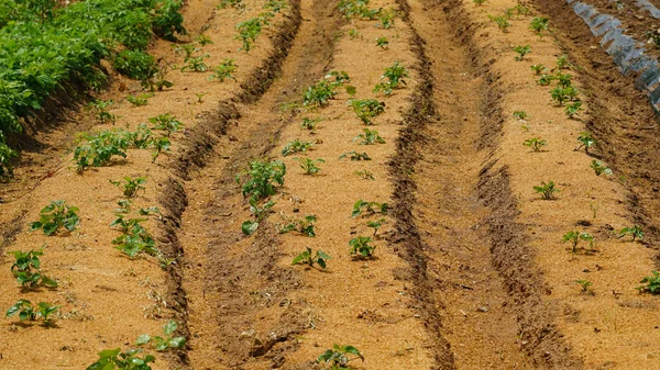 Ein Leeres Feld Bereitet Sich Auf Die Landwirtschaft Vor — Stockfoto