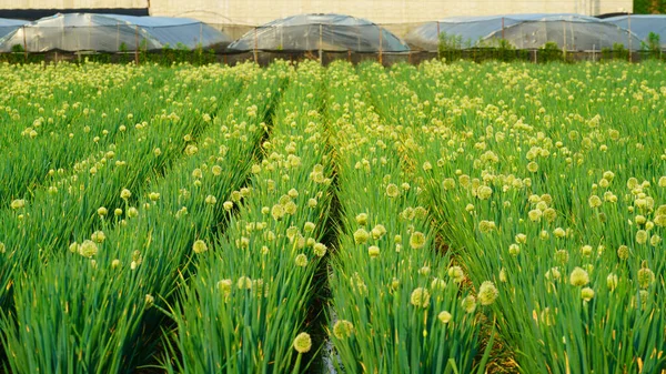 Weiß Geblümte Zwiebel Auf Dem Feld — Stockfoto