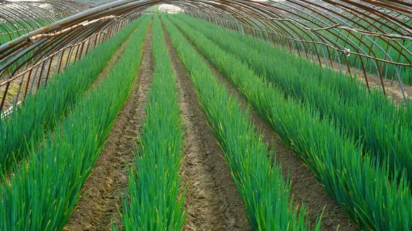 Cebolla Verde Cultivada Invernadero Vinilo —  Fotos de Stock