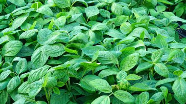 fasulyeler taze ve tarlalarda yetişiyor..