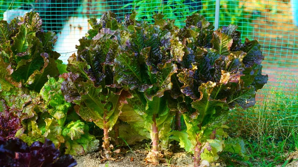 生长在田野里的生菜 — 图库照片