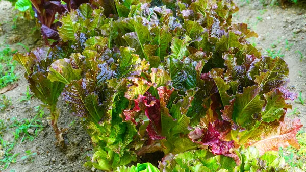 Lettuce Growing Fresh Field — Stock Photo, Image