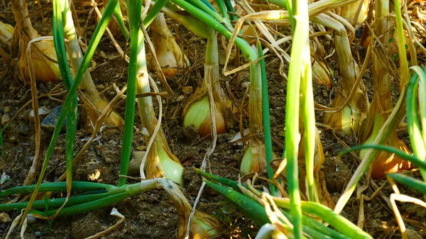 Frische Zwiebeln Vom Feld Geerntet — Stockfoto