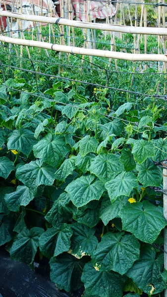 Gurken Wachsen Frisch Auf Dem Feld — Stockfoto