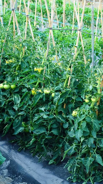 Tomaten Die Vers Het Veld Worden Geteeld — Stockfoto