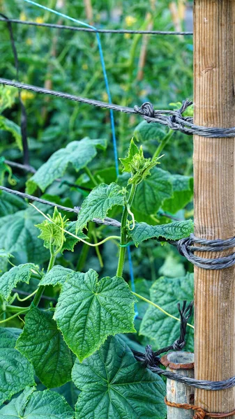 Gurken Wachsen Frisch Auf Dem Feld — Stockfoto