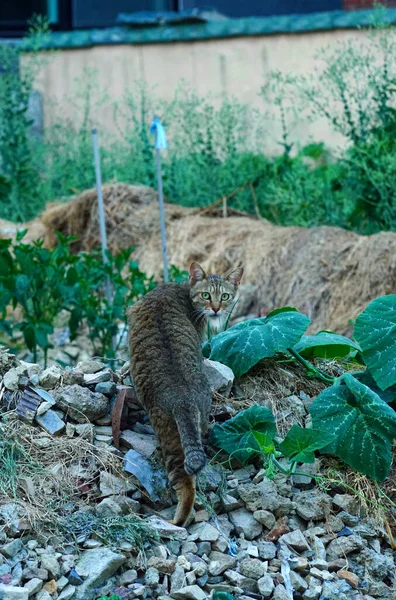 廃墟で食べ物を探して奇妙な音を振り返る野良猫 — ストック写真