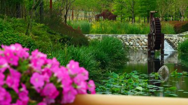 Pembe Petunya ve Lotus havuzlu miyop bir su çarkı.