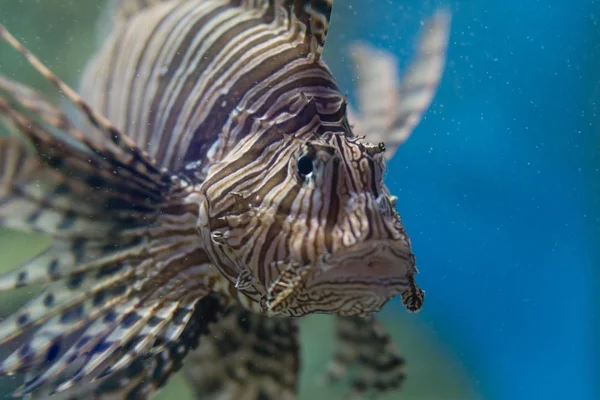 Peixe Leão Mostra Sentimento Triste Que Eles Nadam Aquário — Fotografia de Stock