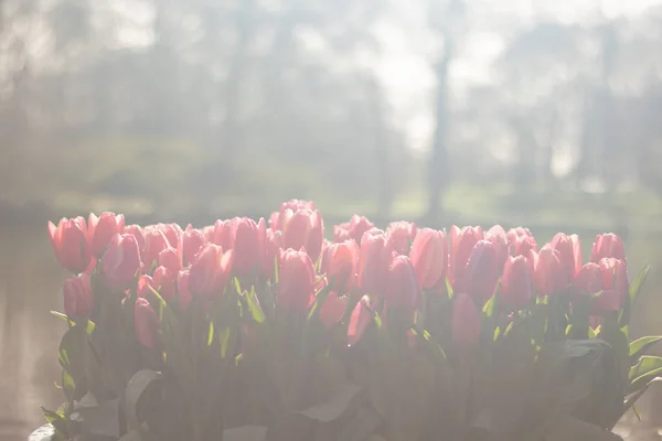 Prachtige Tuin Met Verschillende Type Tulpen Verschillende Levendige Levendige Kleuren — Stockfoto