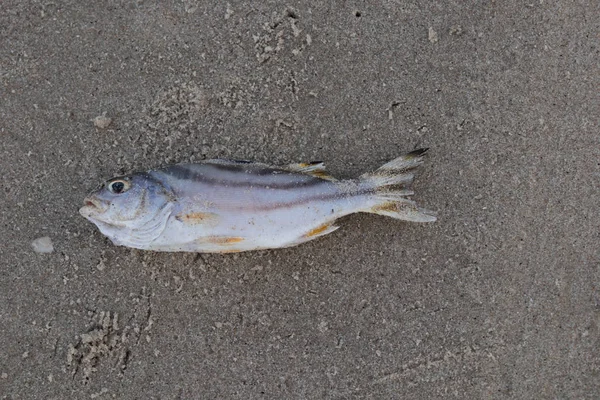 Dead Fish Recently Die Sea Beach — Stock Photo, Image