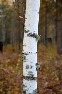 Doğal ağaç kabuğunun deseni ya da dokusu. Dokulu kuru yüzey yakın plan. Ağaç kabuğunun rahatlama dokusu.