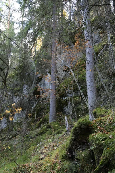 岩や森 秋の自然 — ストック写真