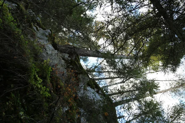 Paisagem Pedras Floresta Natureza Outono Livre — Fotografia de Stock
