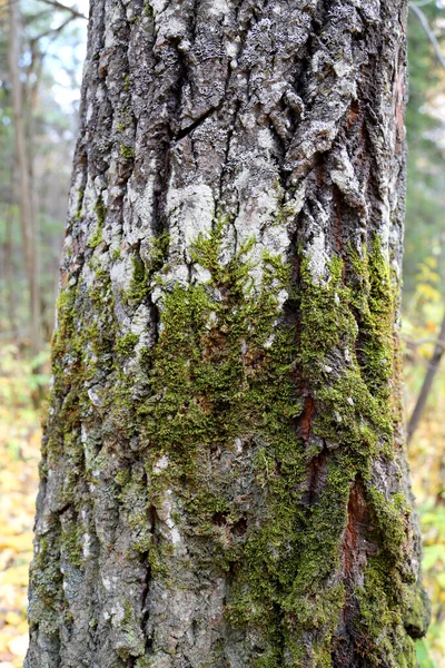 Wzór Lub Tekstura Naturalnej Kory Drzewa Teksturowane Suche Zbliżenie Powierzchni — Zdjęcie stockowe