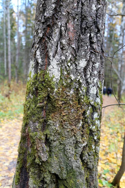 Wzór Lub Tekstura Naturalnej Kory Drzewa Teksturowane Suche Zbliżenie Powierzchni — Zdjęcie stockowe