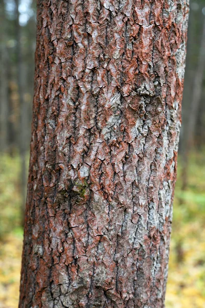 Patrón Textura Corteza Natural Del Árbol Texturizado Primer Plano Superficie —  Fotos de Stock