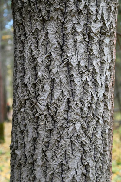 Patroon Textuur Van Natuurlijke Boomschors Gestructureerd Droog Oppervlak Close Relief — Stockfoto