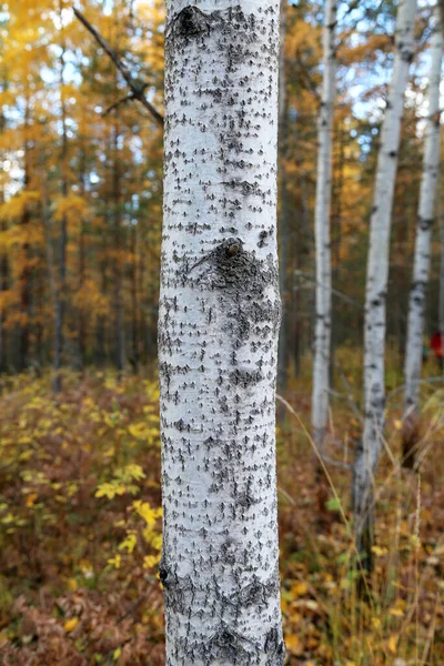 Doğal ağaç kabuğunun deseni ya da dokusu. Dokulu kuru yüzey yakın plan. Ağaç kabuğunun rahatlama dokusu.
