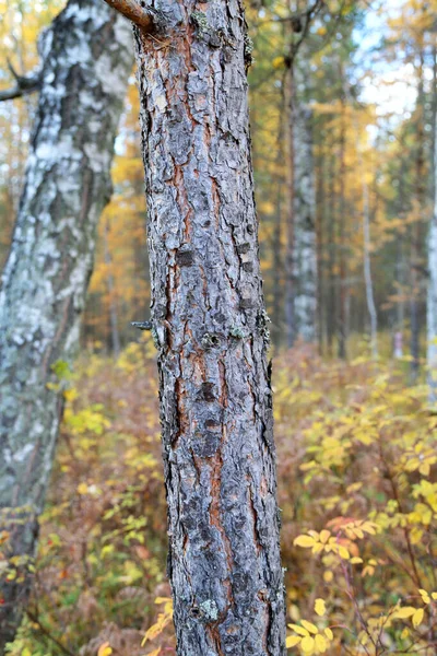 Vzorek Nebo Struktura Přírodní Kůry Stromů Strukturovaný Suchý Povrch Zblízka — Stock fotografie