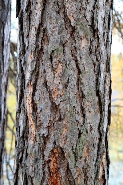 Pattern Texture Natural Tree Bark Textured Dry Surface Close Relief — Stock Photo, Image