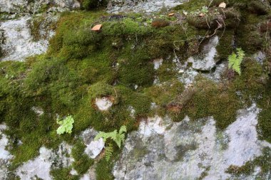 Kayanın dokusu. Kaya yüzeyinin dağ yamacı. Doğal mağara duvarı.