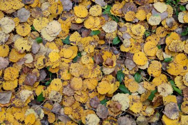 Yaprak ve taş dokusu. Doğa yolu. Sonbahar yaprakları