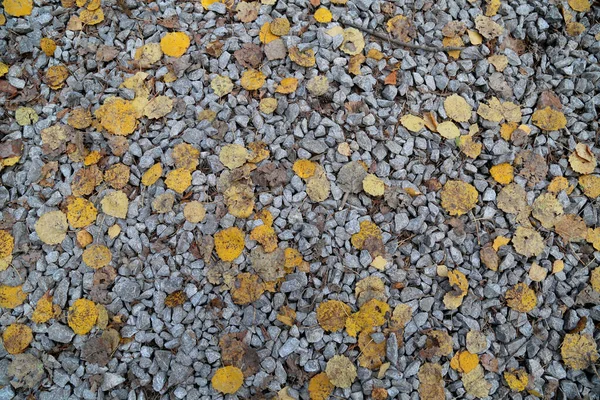 Texture of leaves and stones. Nature trail. Autumn foliage