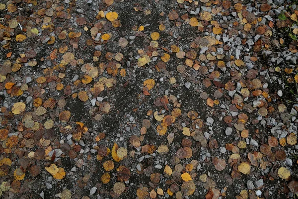 Texture Des Feuilles Des Pierres Sentier Nature Feuillage Automne — Photo