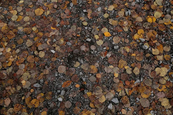 Texture of leaves and stones. Nature trail. Autumn foliage