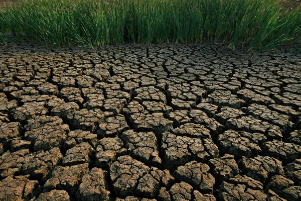 Rissige Trockene Erde Mit Grünem Gras Hintergrund — Stockfoto