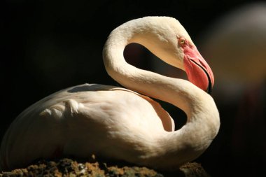 Flamingo siyah arka plan ile izole