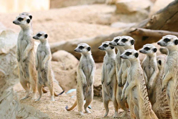 Surykatów Lub Meerkat Suricata Suricatta Rodziny Samców Ziemi Szuka Wrogów — Zdjęcie stockowe