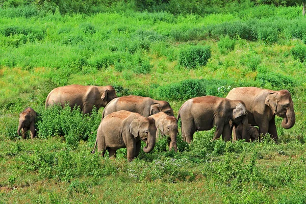 Kuiburi Ulusal Parkı'nda Asya Vahşi Filler, Prachuap Khiri Khan, Tayland. 