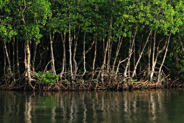 Mangrove forest in Mu KO Chumphon National Park National Parks Reserves Islands, Chumphon Thailand clipart