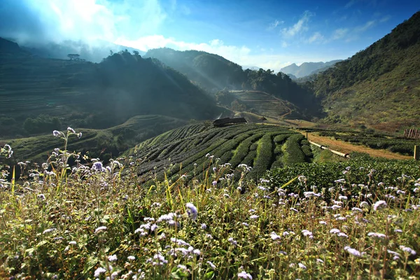 Paisagem Plantation Tea Doi Ang Khang Chiang Mai Tailândia Nome — Fotografia de Stock