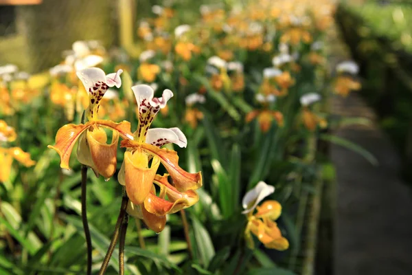 Paphiopedilum Gratrixianum Thailand Orchid North — Stock Photo, Image