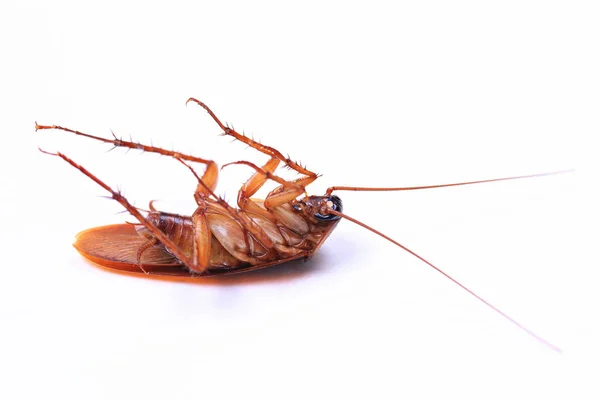 Cucaracha Americana Periplaneta Murió Después Rociar Insecticidas Aislados Sobre Fondo —  Fotos de Stock