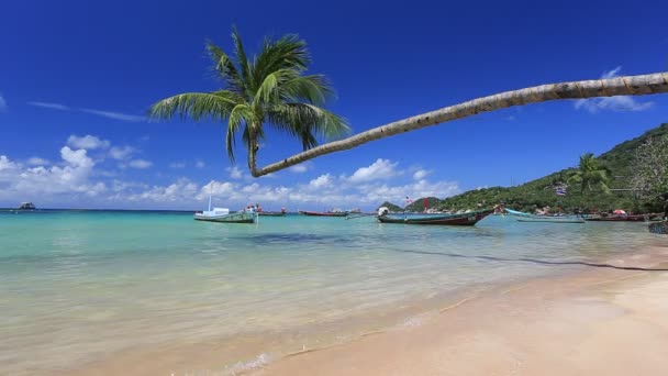 Botes Palma Cola Larga Playa Tropical Isla Koh Tao Provincia — Vídeos de Stock