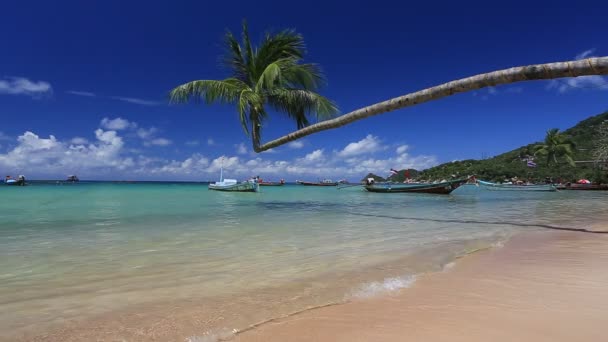 Palmové Dlouhé Ocasní Čluny Tropické Pláži Ostrov Koh Tao Surat — Stock video