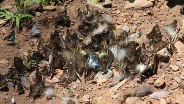 Molte Farfalle Selvatiche Sono Terra Natura — Video Stock