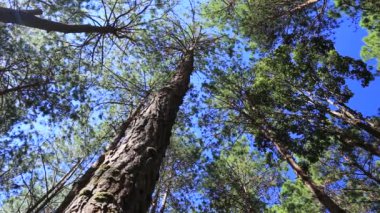Chiang Mai, Tayland 'daki Doi Luang Chiang Dao' daki Pinus Kesiya ormanının güzel manzarası. 