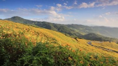 Thungbuatong bitki Doi Mae U-Kho Dağ Mae Hong Son Province, Tayland gün batımı zamanı 