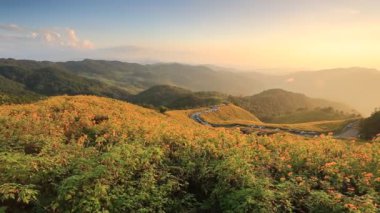 Thungbuatong bitki Doi Mae U-Kho Dağ Mae Hong Son Province, Tayland gün batımı zamanı 