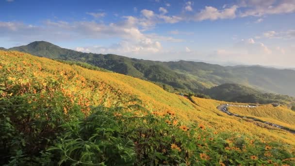 Zonnebloemen Van Mae Hong Son — Stockvideo