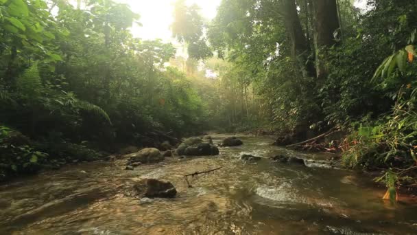 Blick Auf Den Fluss Tropischen Wald Bei Tag — Stockvideo