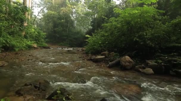 Gündüz Tropikal Ormanda Nehir Görünümü — Stok video